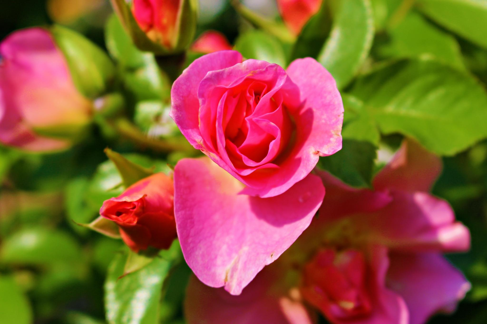 rosa-rote Rosen