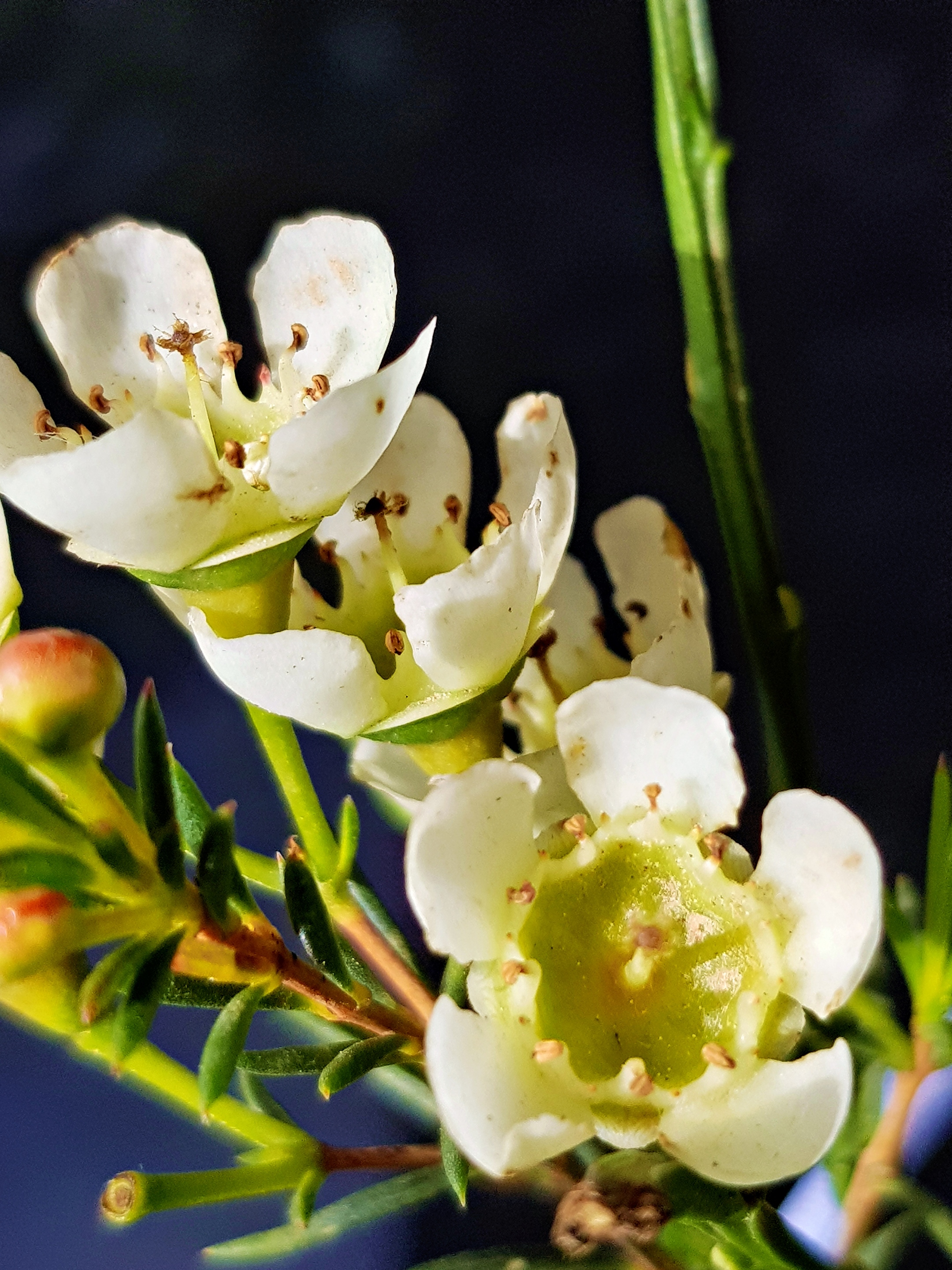 Stil mit weißen Blüten