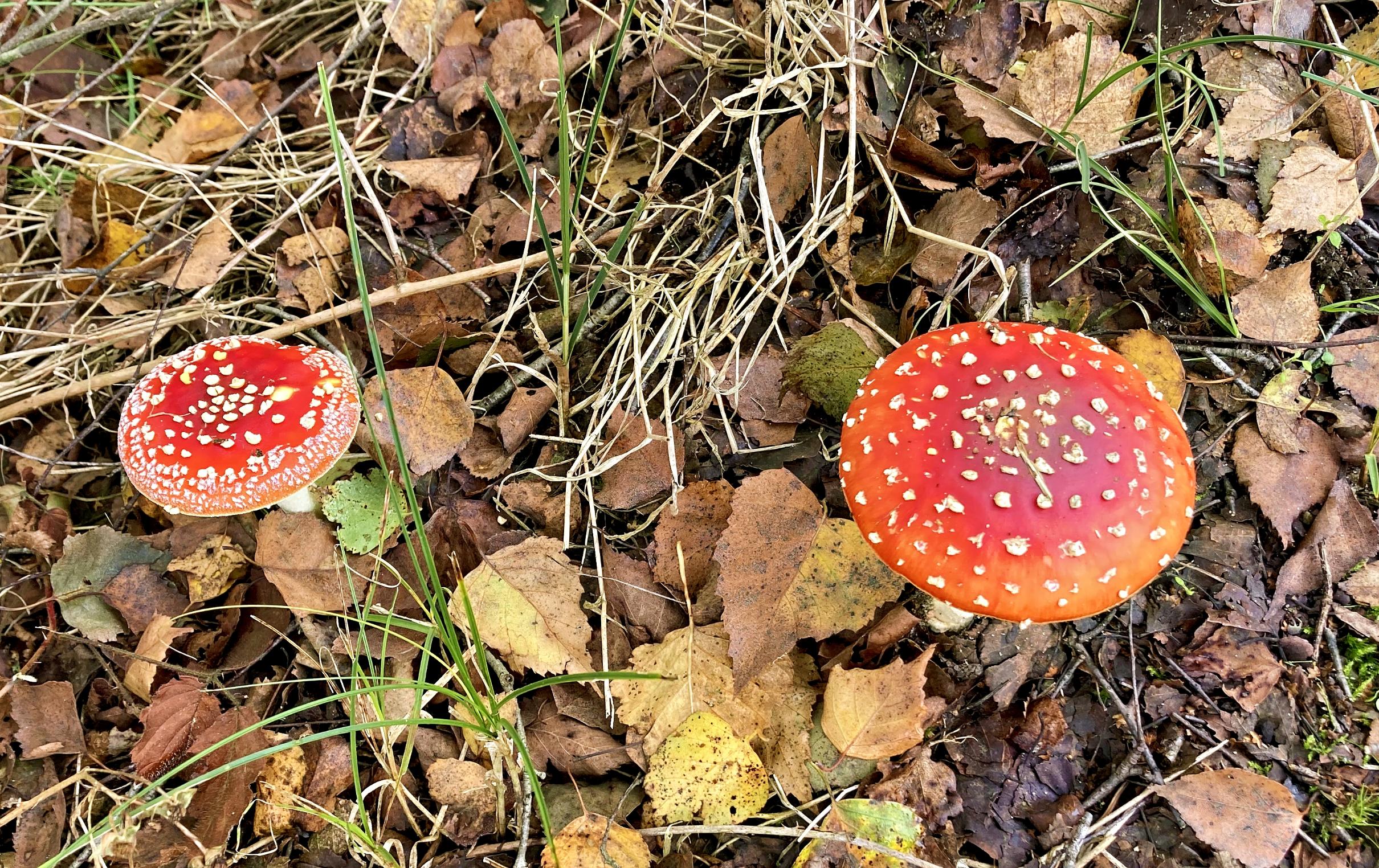 zwei Fliegenpilze auf dem Waldboden, roter Hut mit Punkten