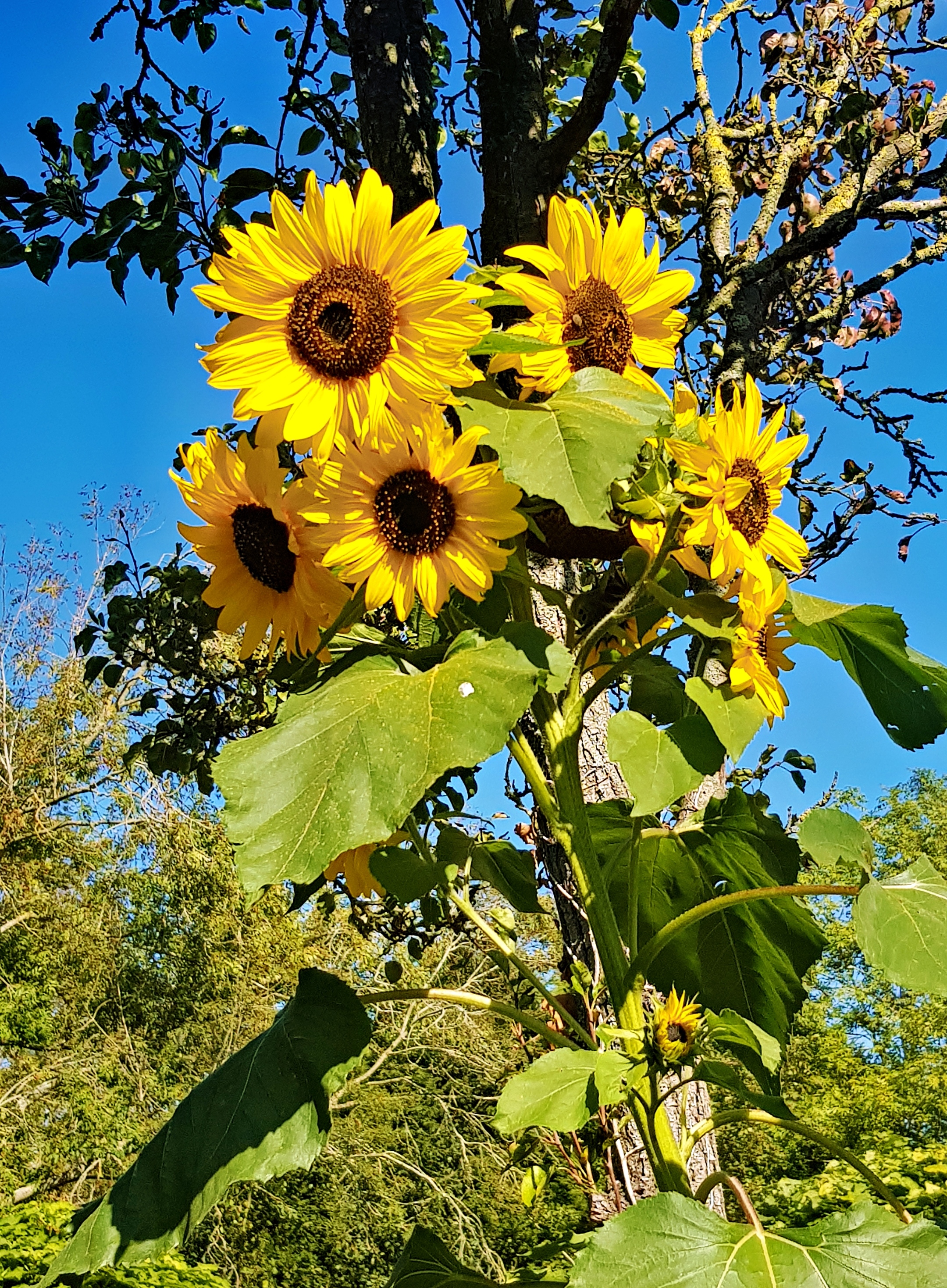 6 Sonnenblumenblüten vor einem Baum