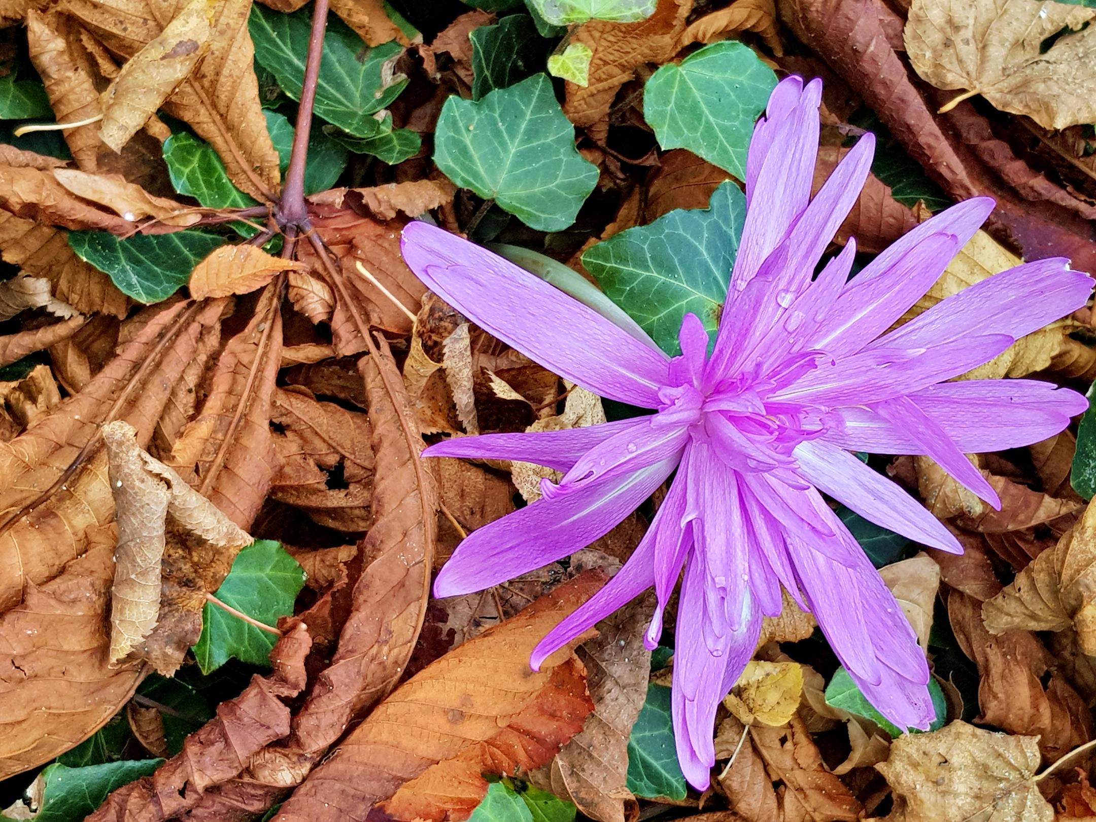 lila Blüte neben Laub