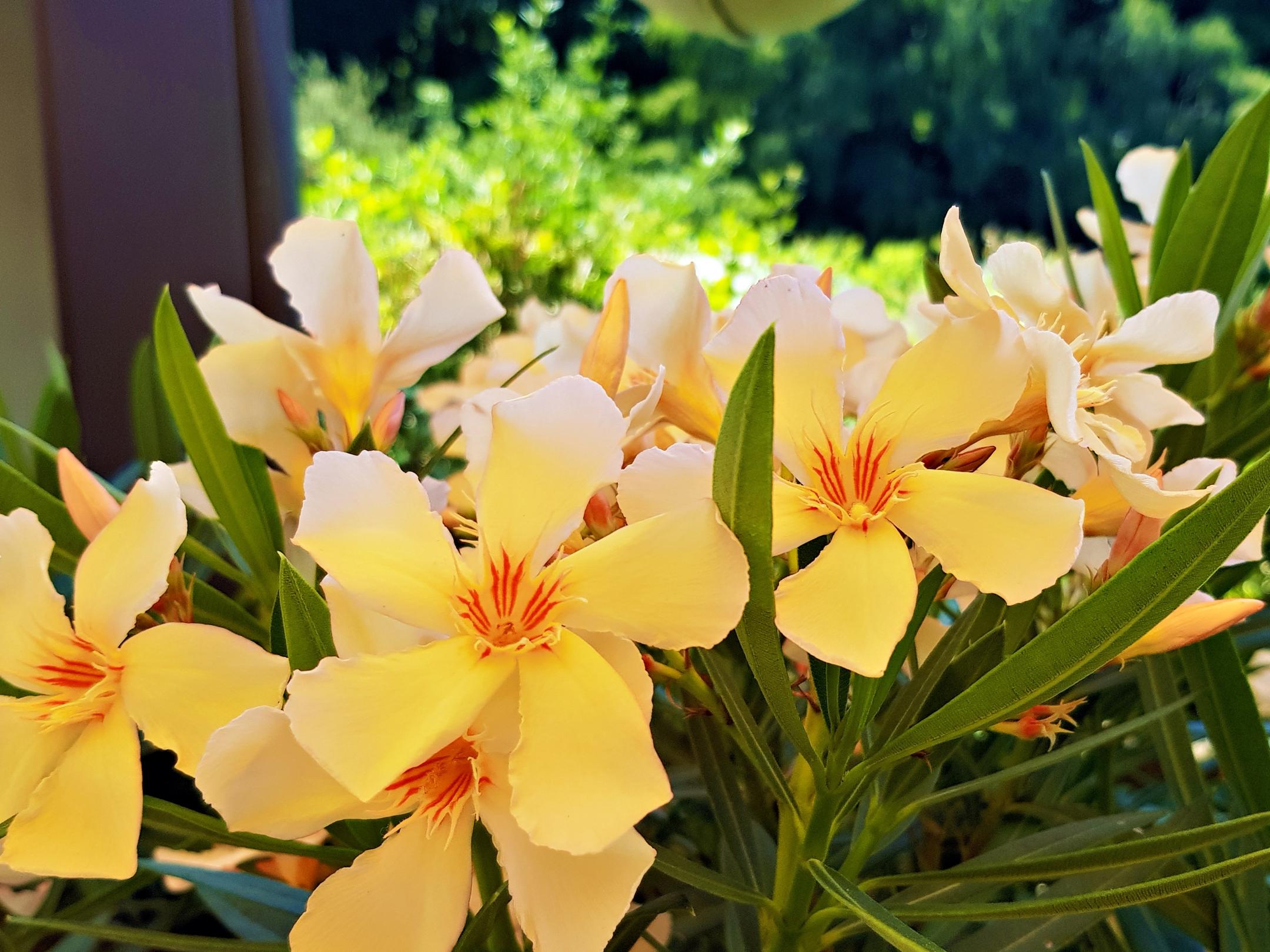 gelbe Oleanderblüten