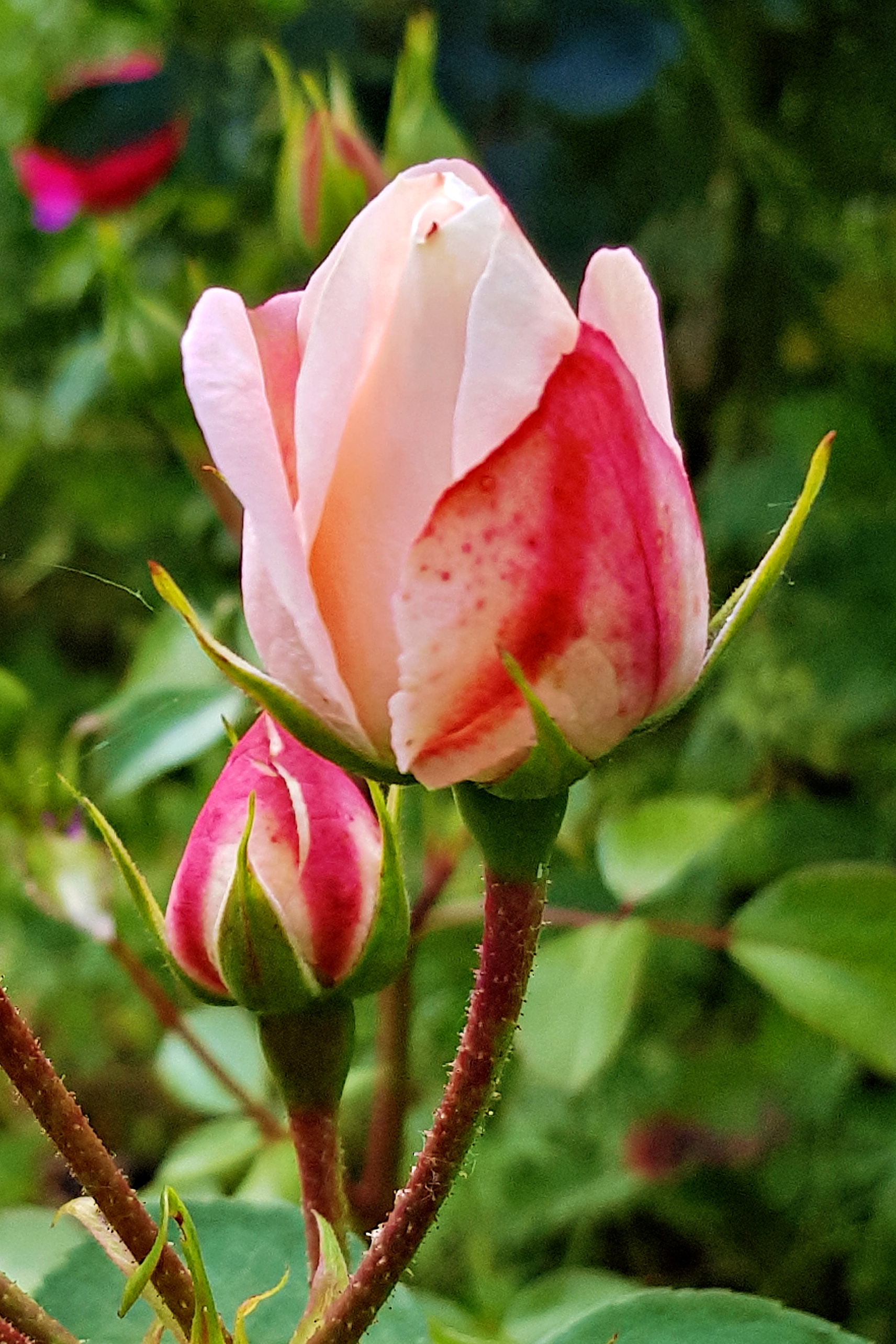 rosa-weiße Rose, eine Blüte, die sich öffnet und eine Knospe