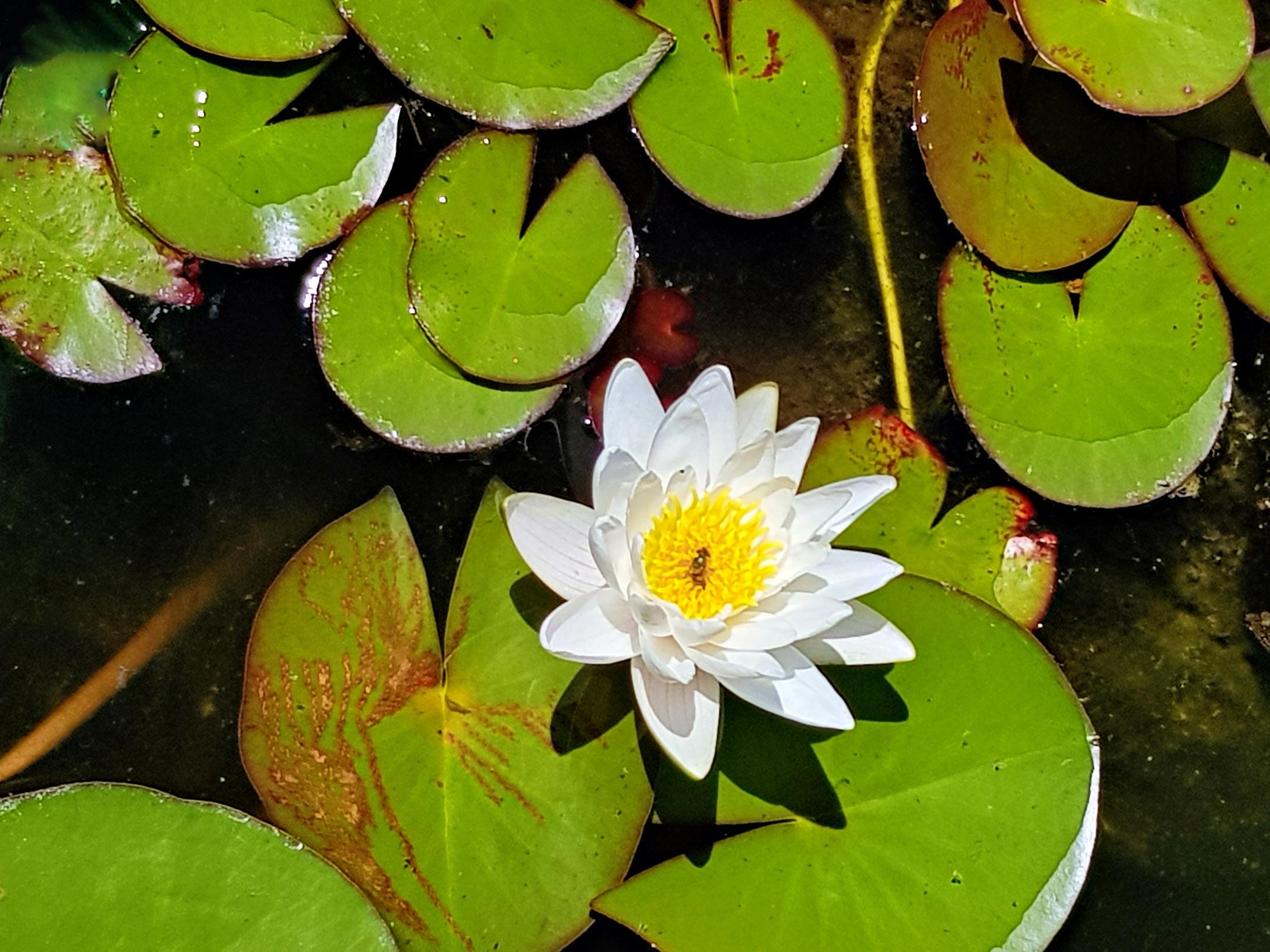 weiße Seerose im Gartenteich