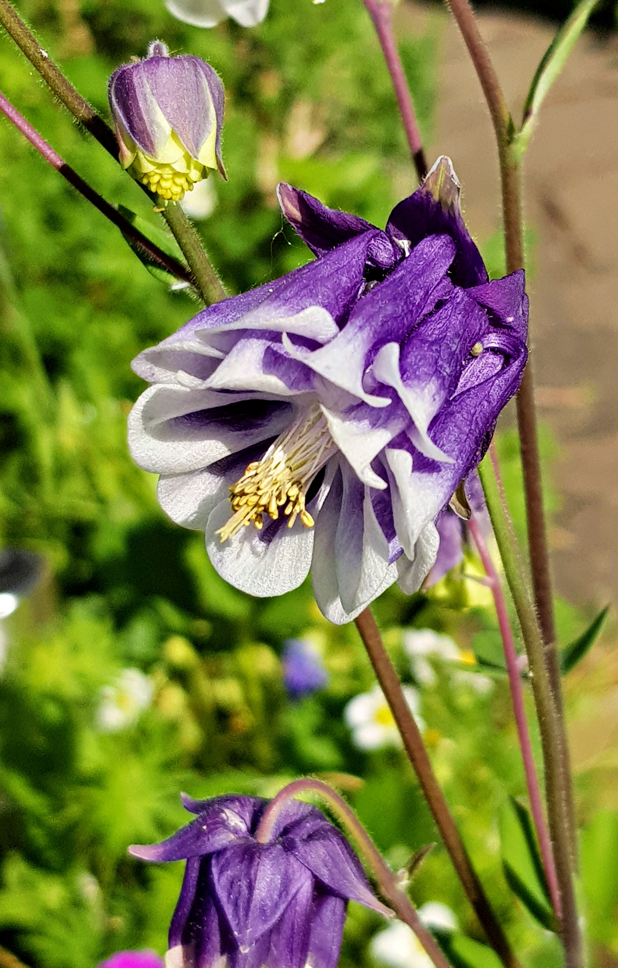doppelt gefüllte blaue Akelei-Blüte