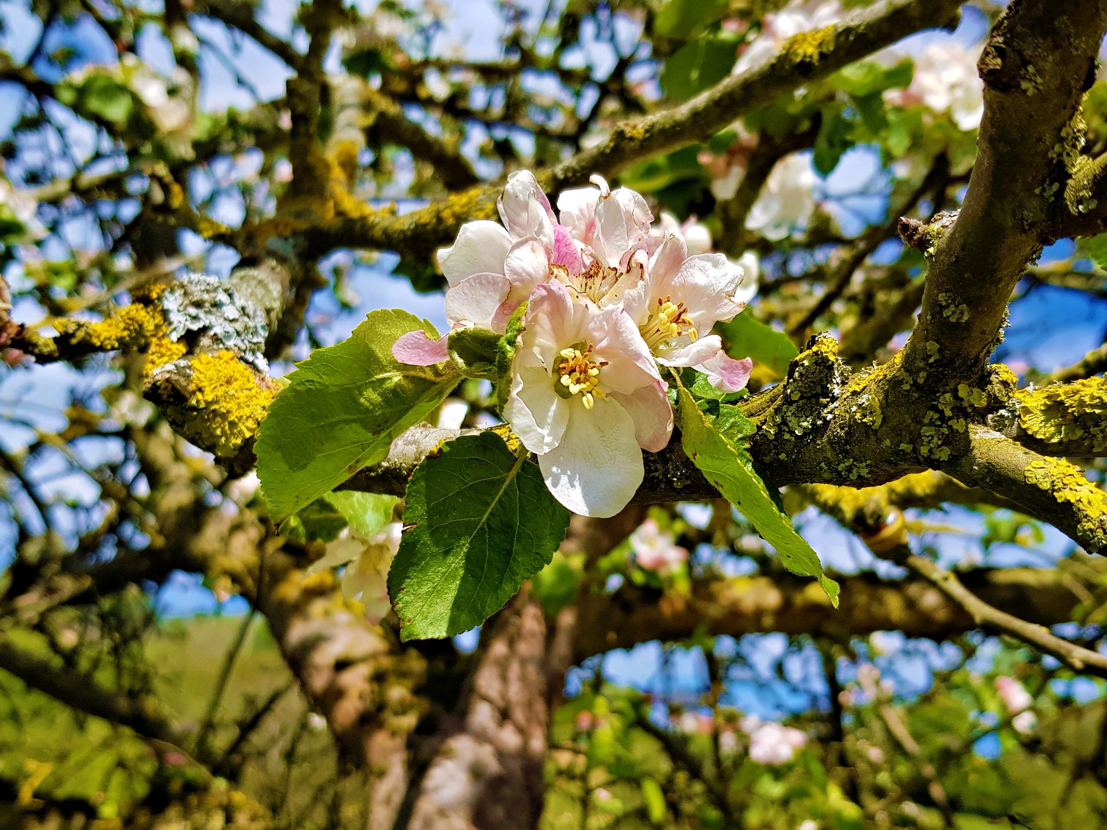 Blüte in einem alten knorrigen Baum