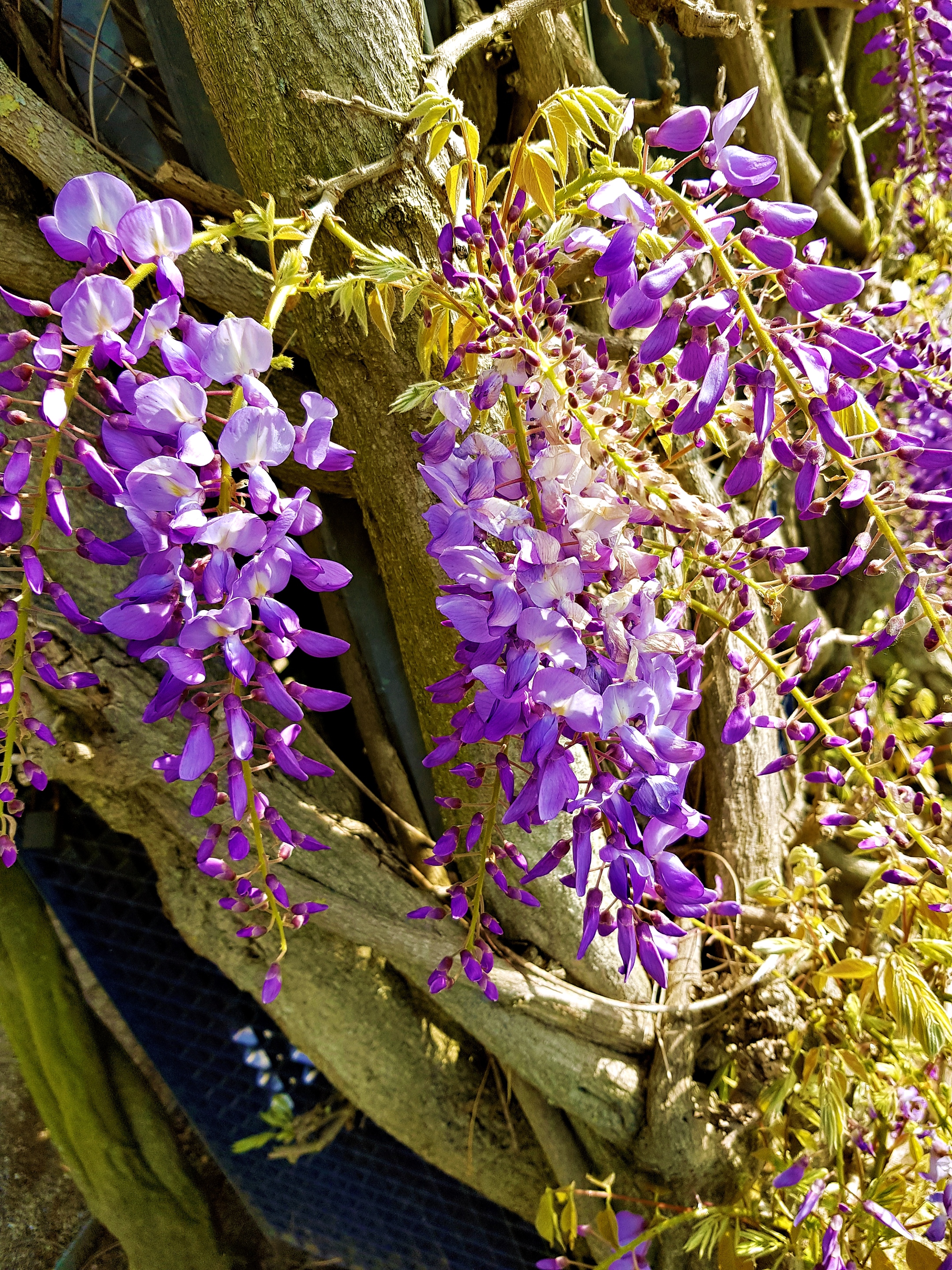 blaue Blüten hängen wie Trauben am Stock