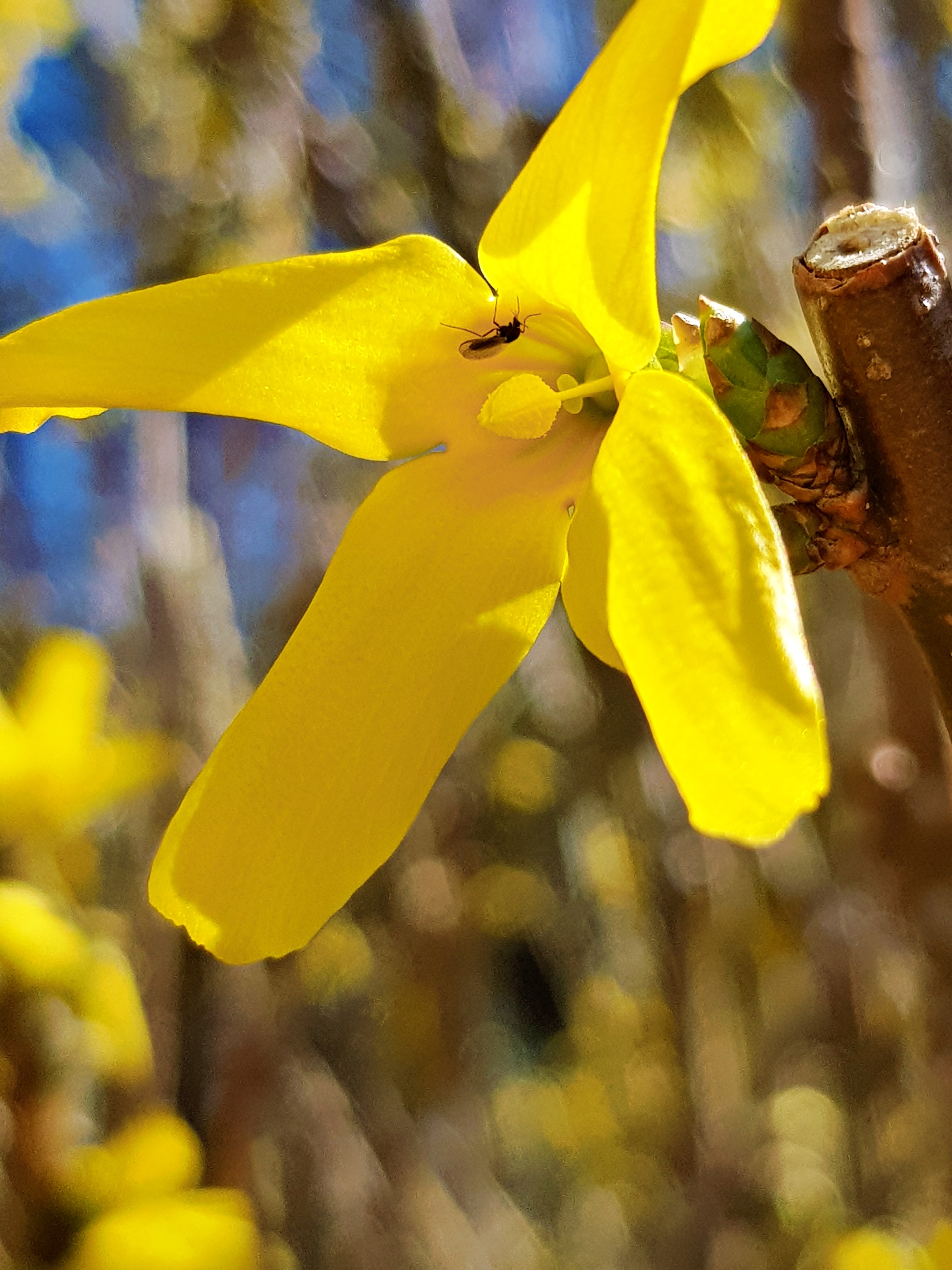 Forsythien-Blüte mit Biene