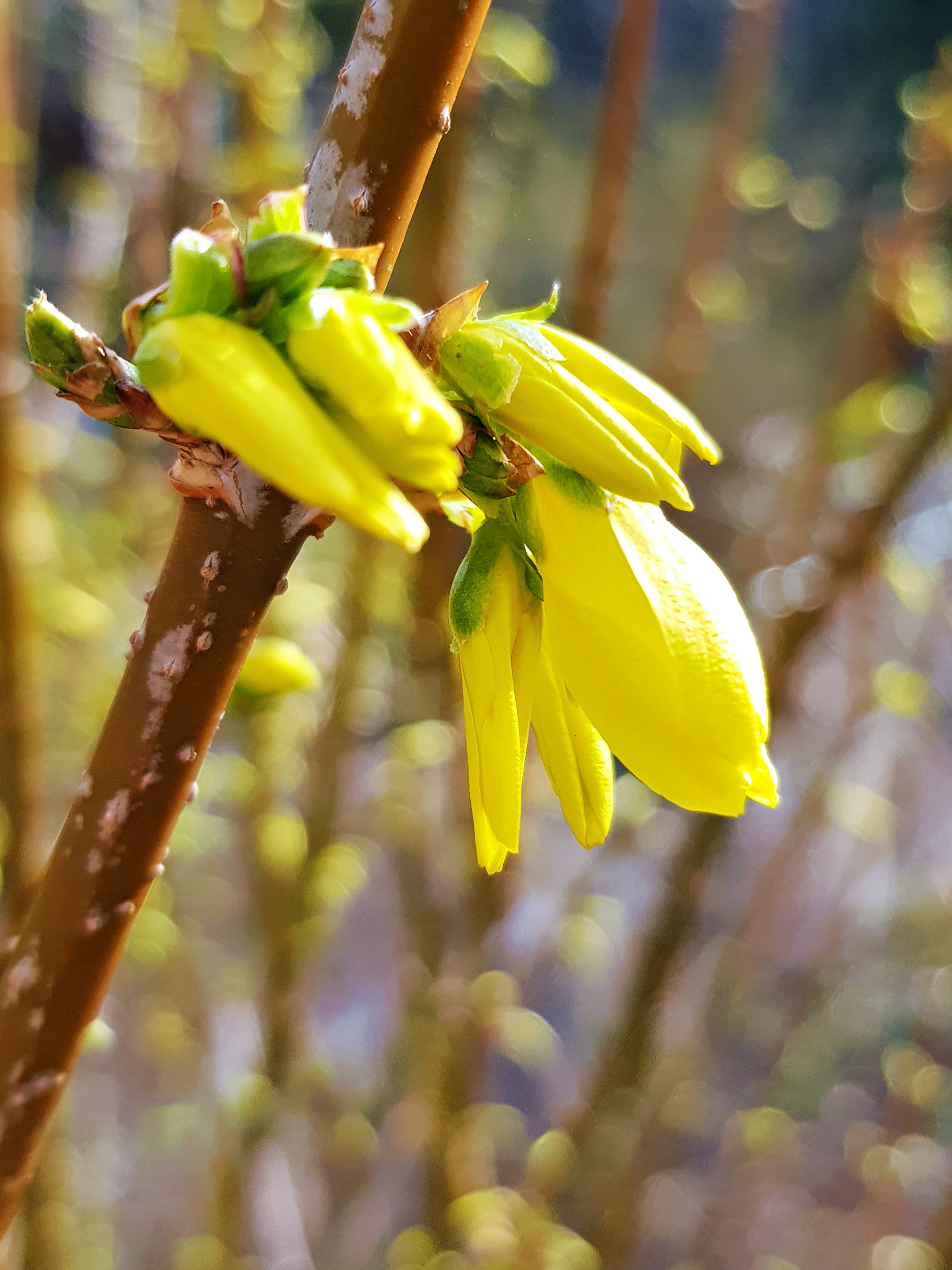 Knospen der Forsythien kurz vor dem Aufblühen