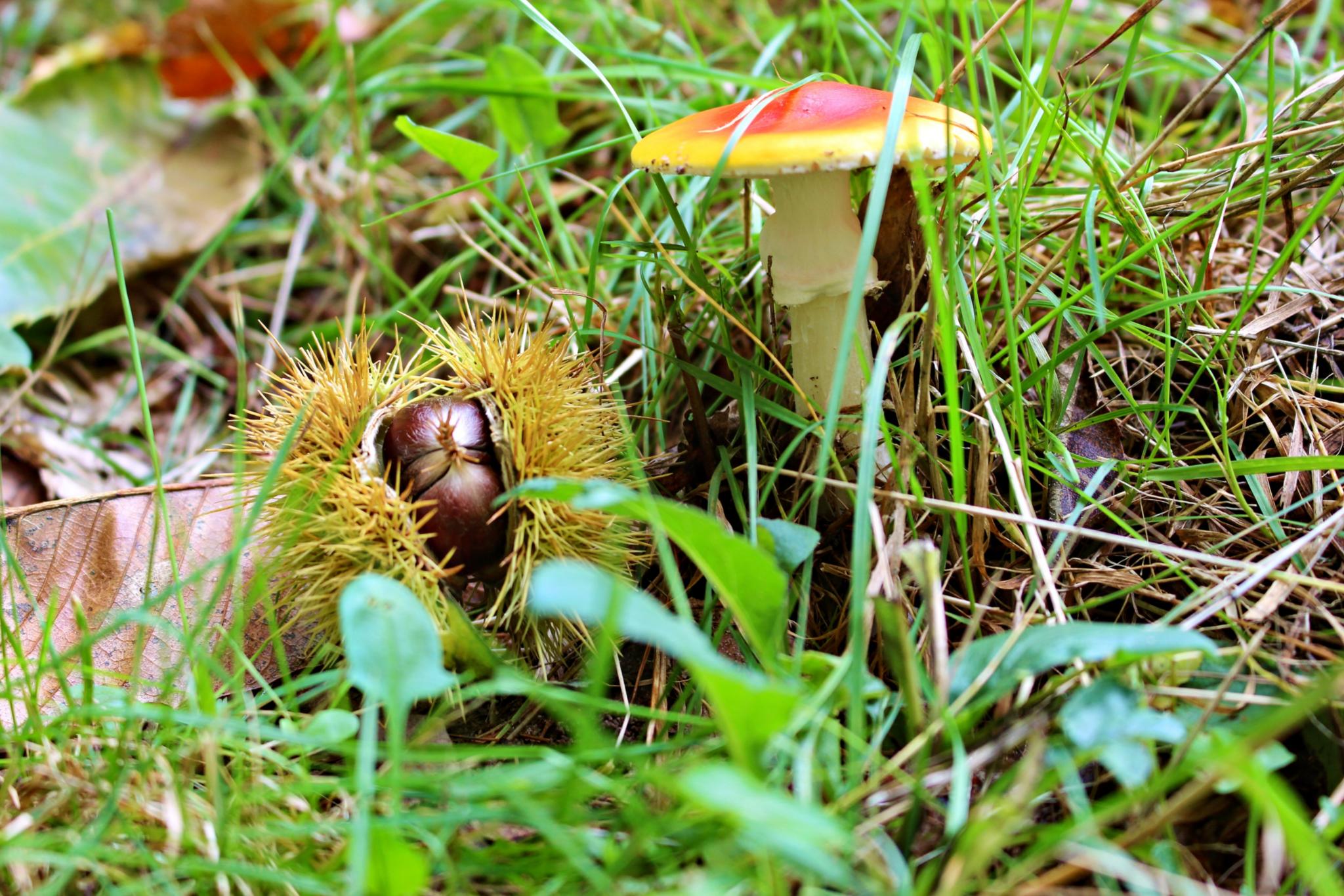 ein Pilz mit rot-gelbem Hut und eine Kastanie in der Schale auf einer Wiese
