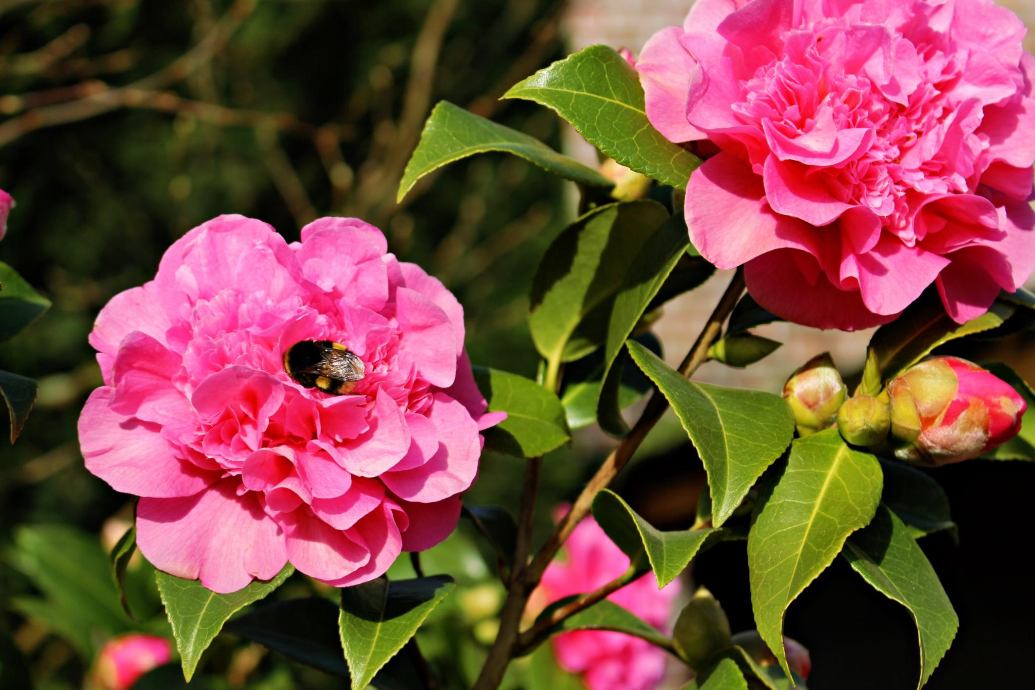 rosa Blüten, eine mit einer Hummel
