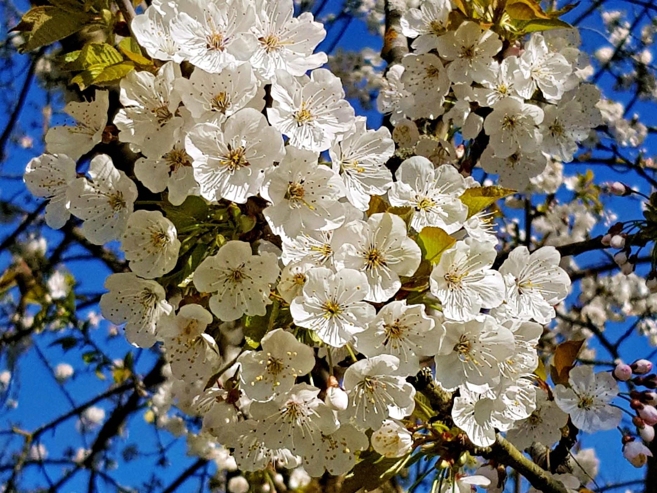 weiße Kirschblüten in einem Baum vor blauem Himmel
