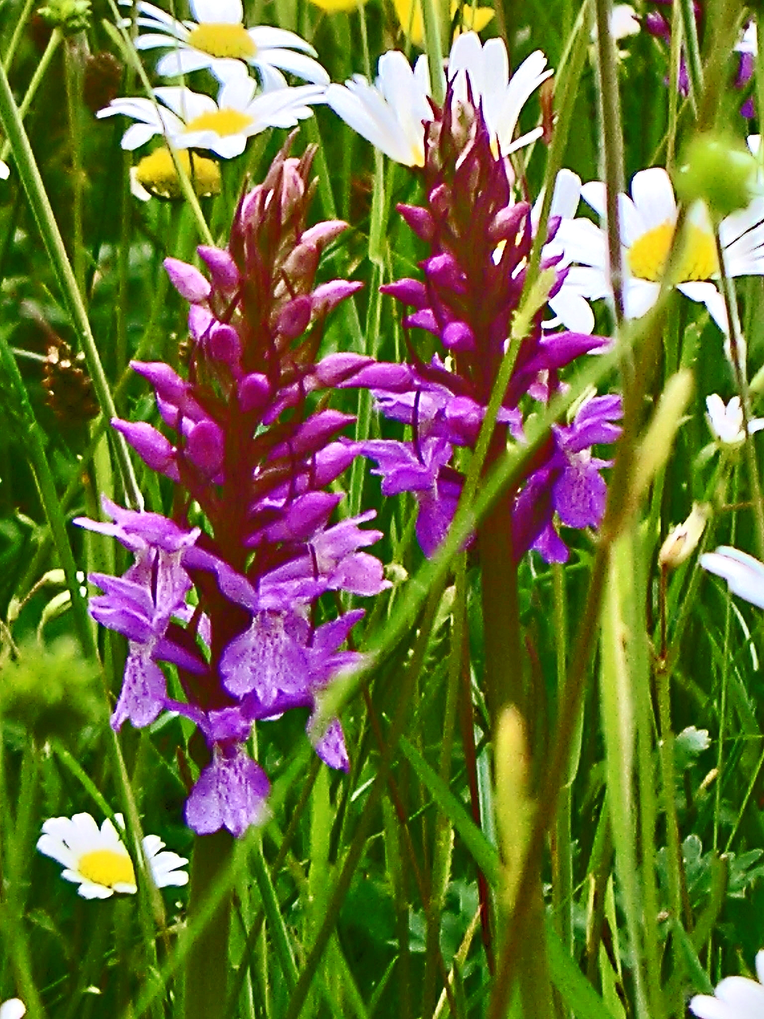 Erdorchidee (Knabenkraut) auf einer Wiese im Hintergrund Margeriten