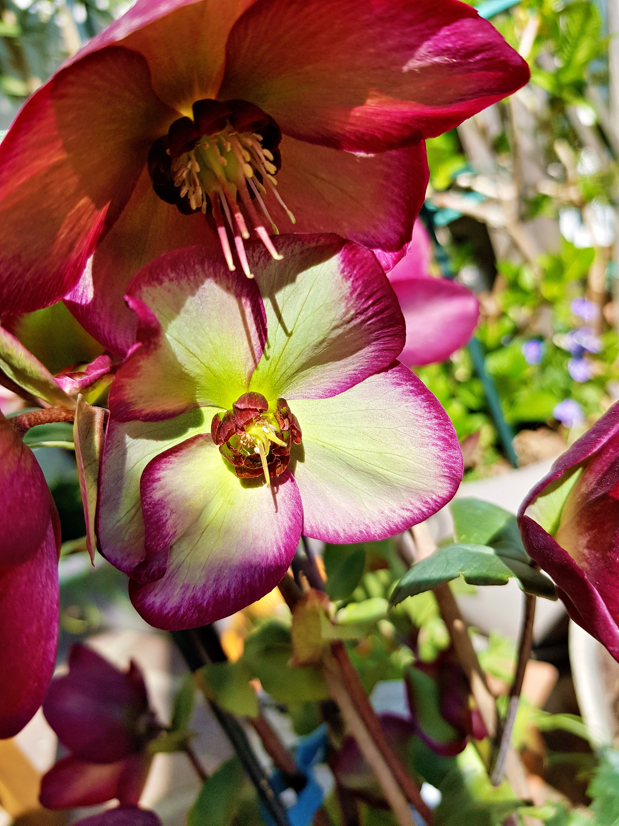 Blüte wie eine Christrose, aber rote Blütenblätter, aufgeblüht