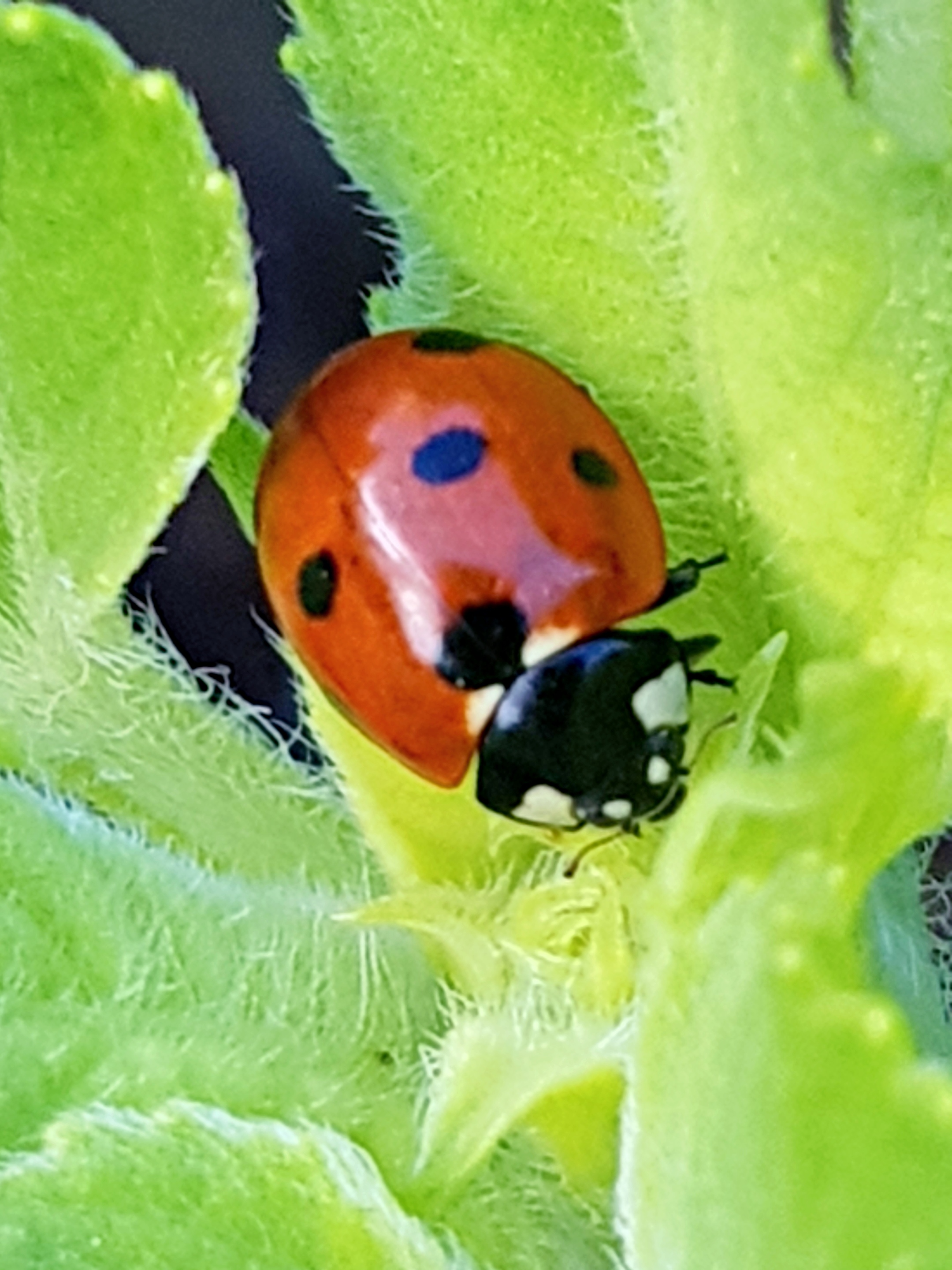 Marienkäfer auf einem grünen Blatt