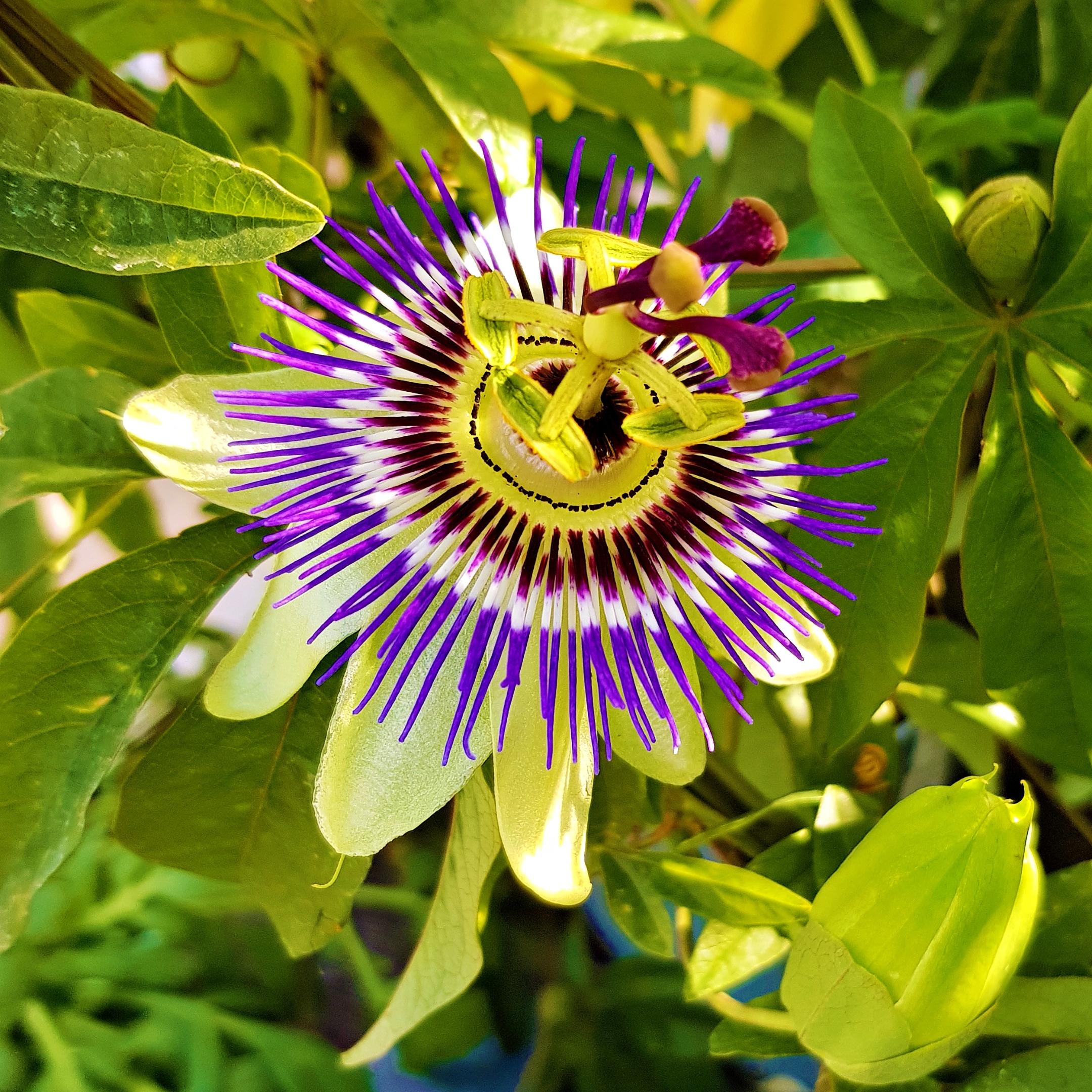 Die Stempel sehen aus wie die Nägel Jesu, daher der Name Passionsblume