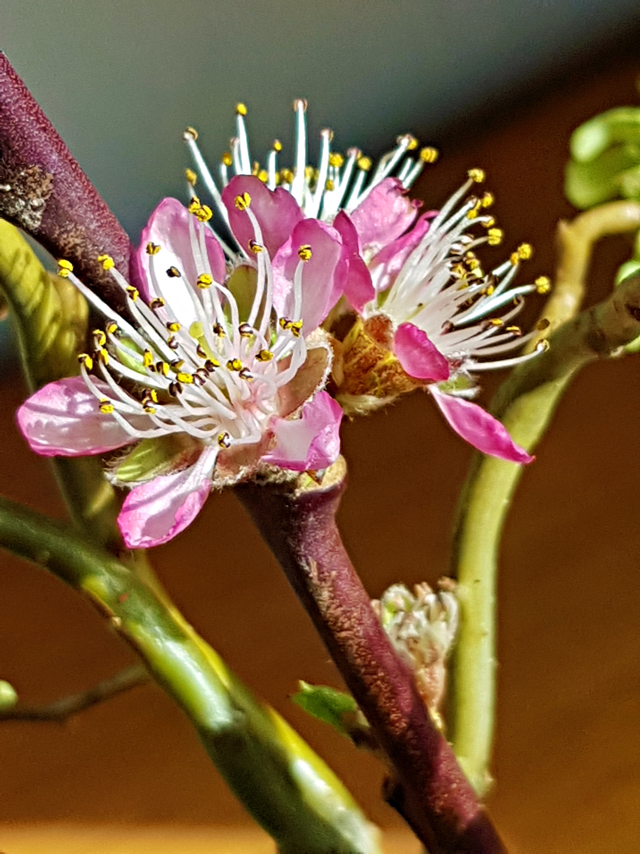 rosa weiße Blüte mit den Staubgefäßen