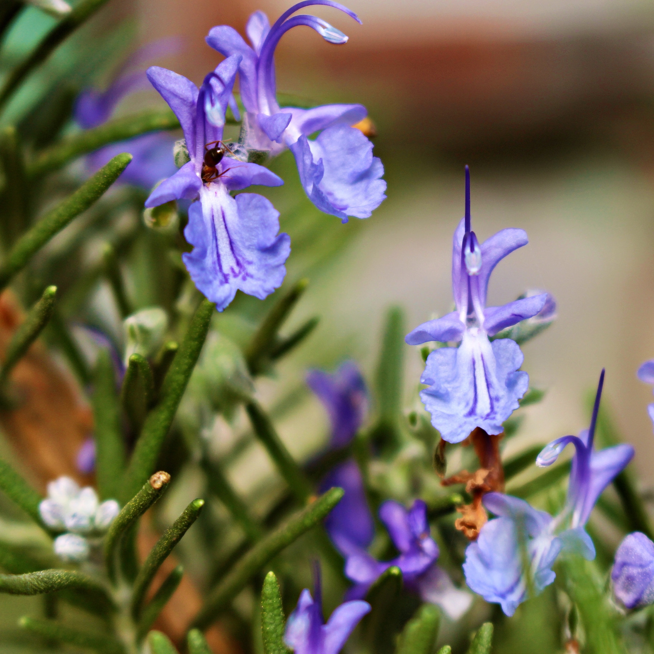 grüne Rosmarinzweige und blaue Blüten