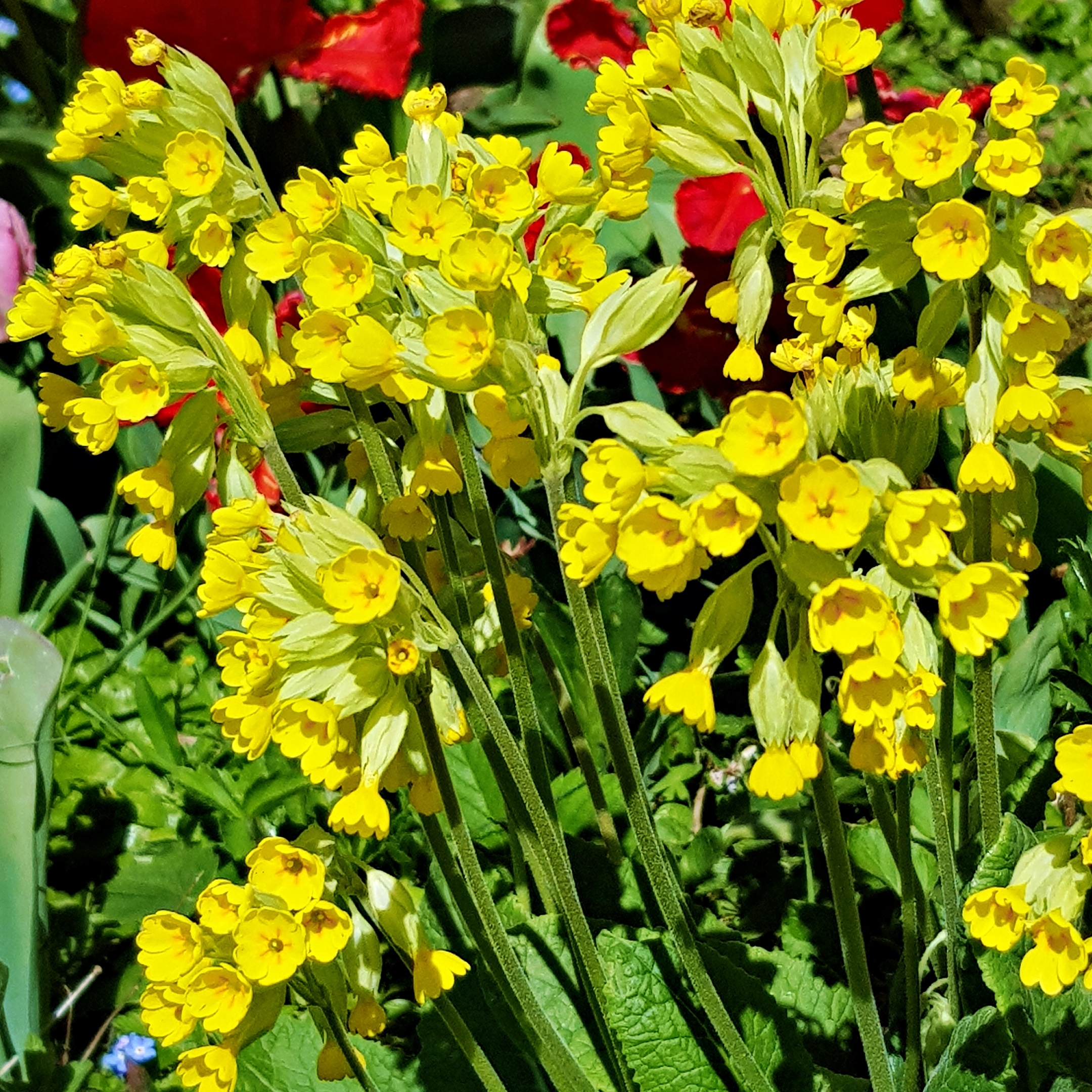 gelbe Scxhlüsselblumen, oben sieht man noch rote Tulpen, unten spitzt ein Vergissmeinnicht