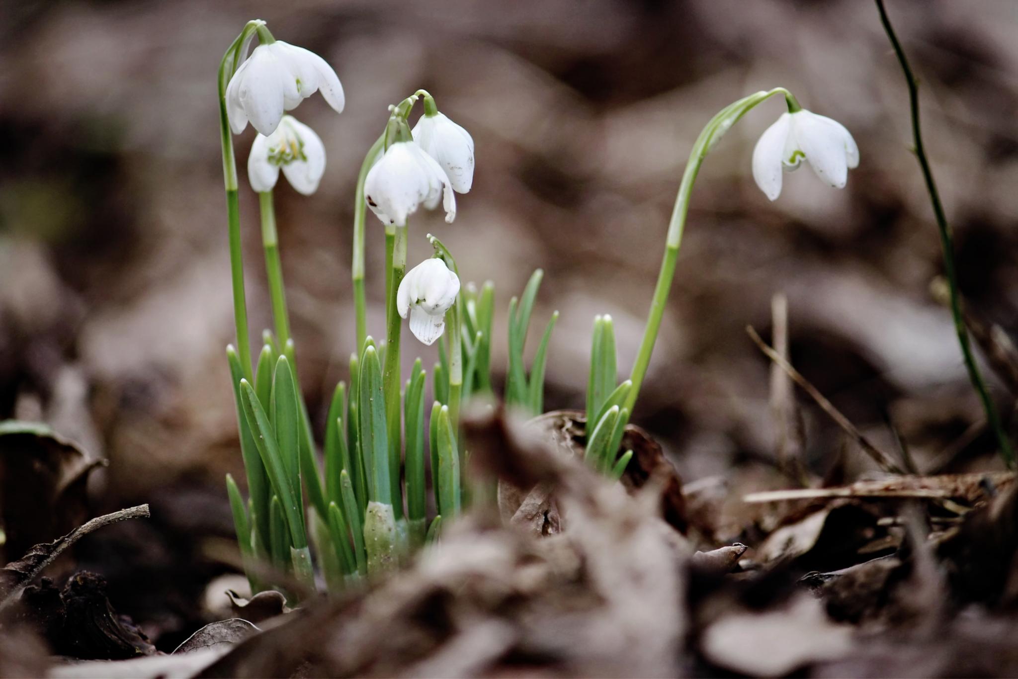 Schneeglöckchen auf Waldboden
