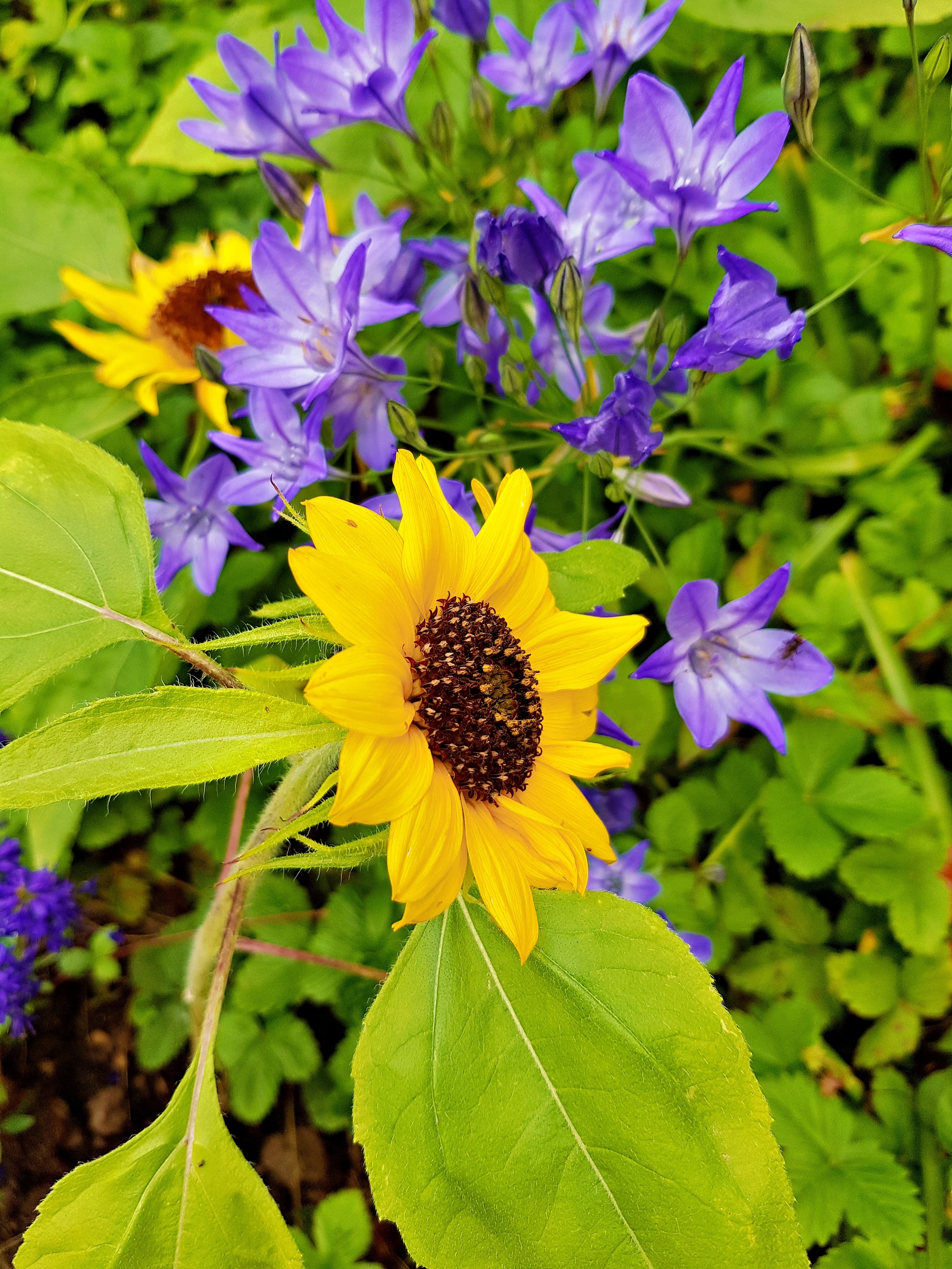 gelbe Sonnenblume und blaue sterneförmige Blüten (c) k-h. gelbe Sonnenblume und blaue sterneförmige Blüten