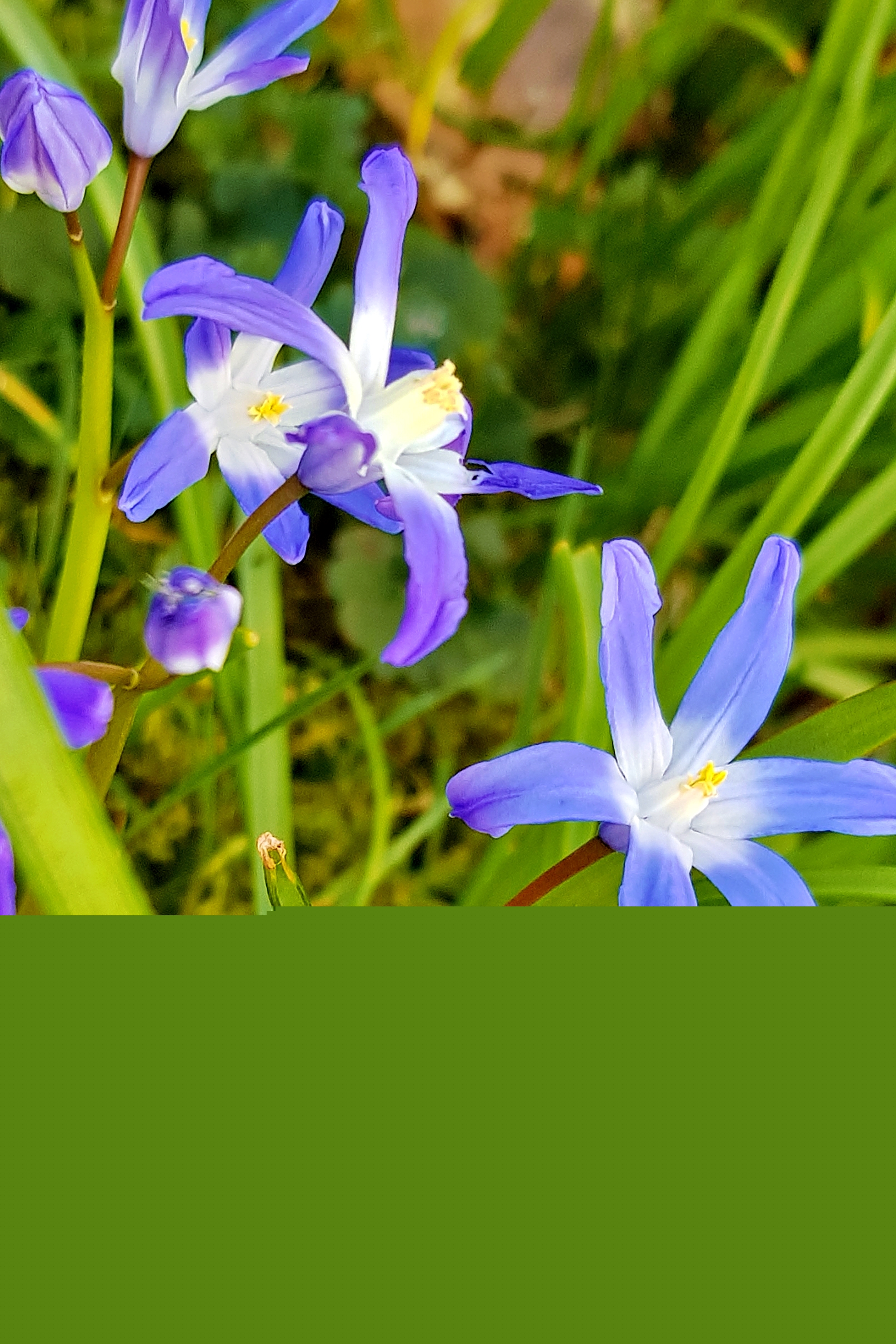 blaue Blütenblätter in der Mitte weiß sternförmig angeordnet