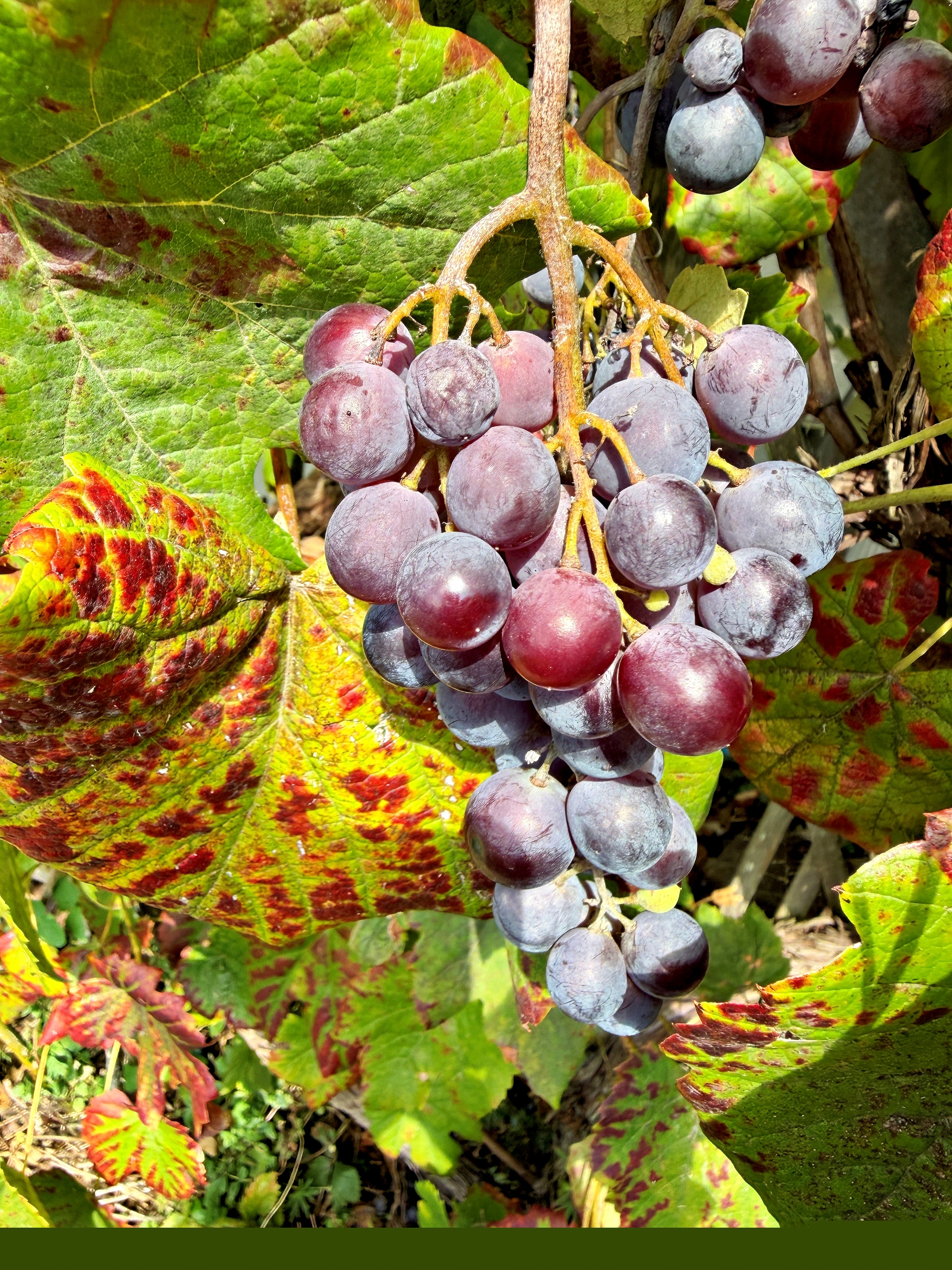 rote Weintrauben Reebe mit einem bunt gefärbtren Blatt