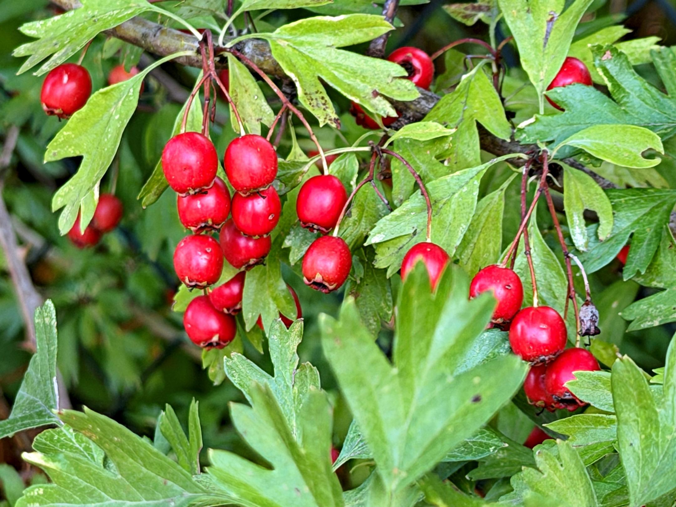 rote Beeren, Frucht des Weißdorns