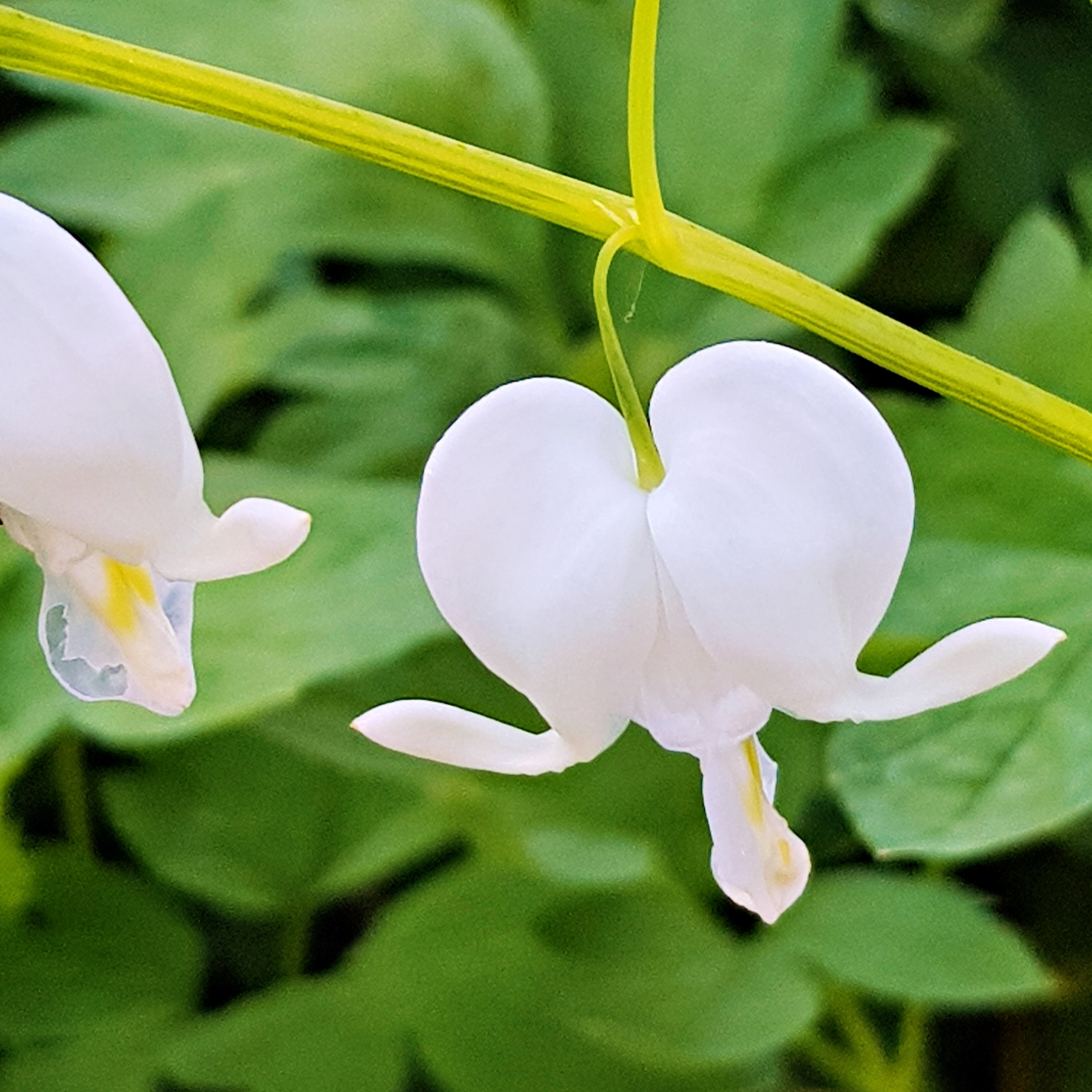 weiße Blüte in Herzform