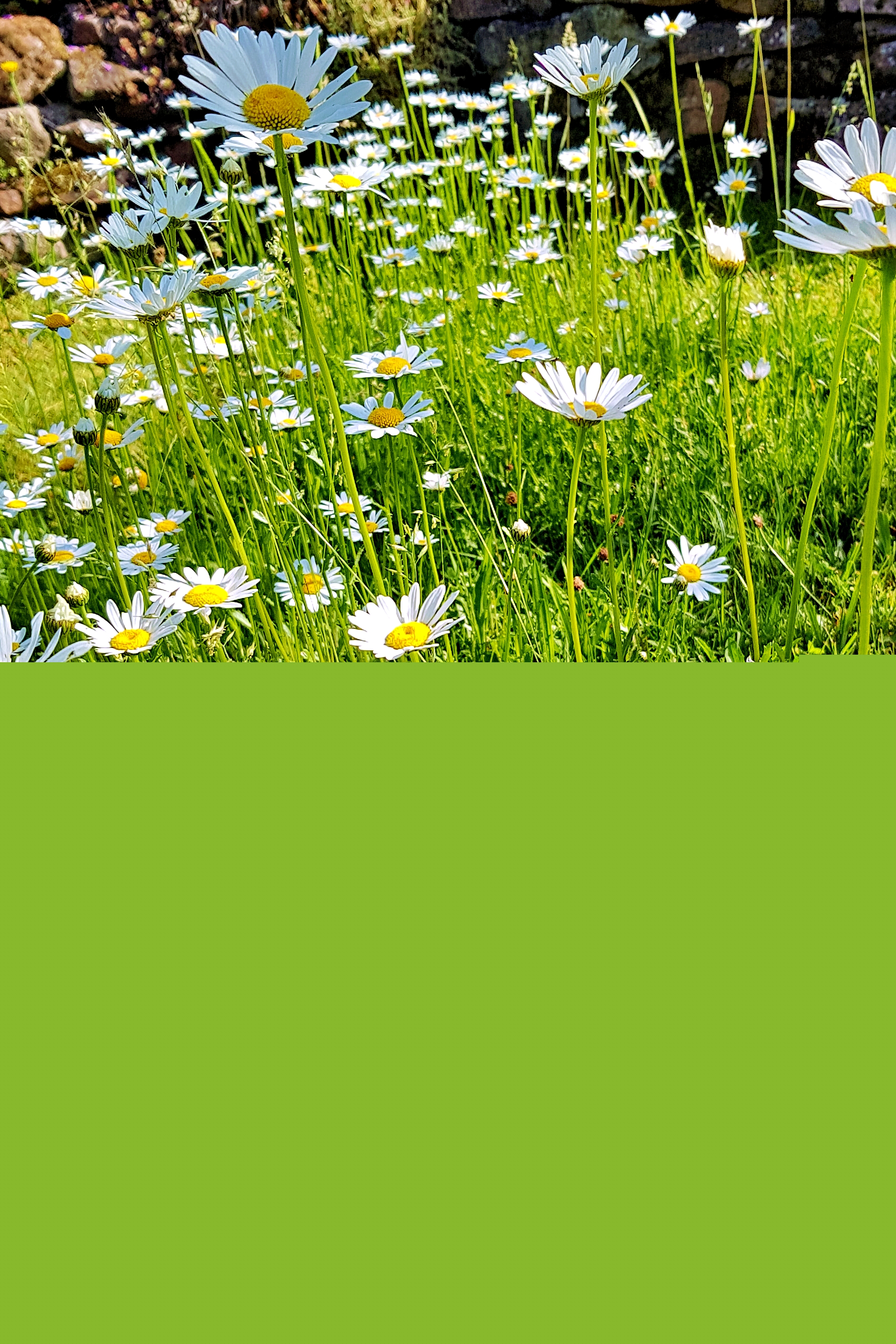 Marferiten Blumen auf einer Wiese