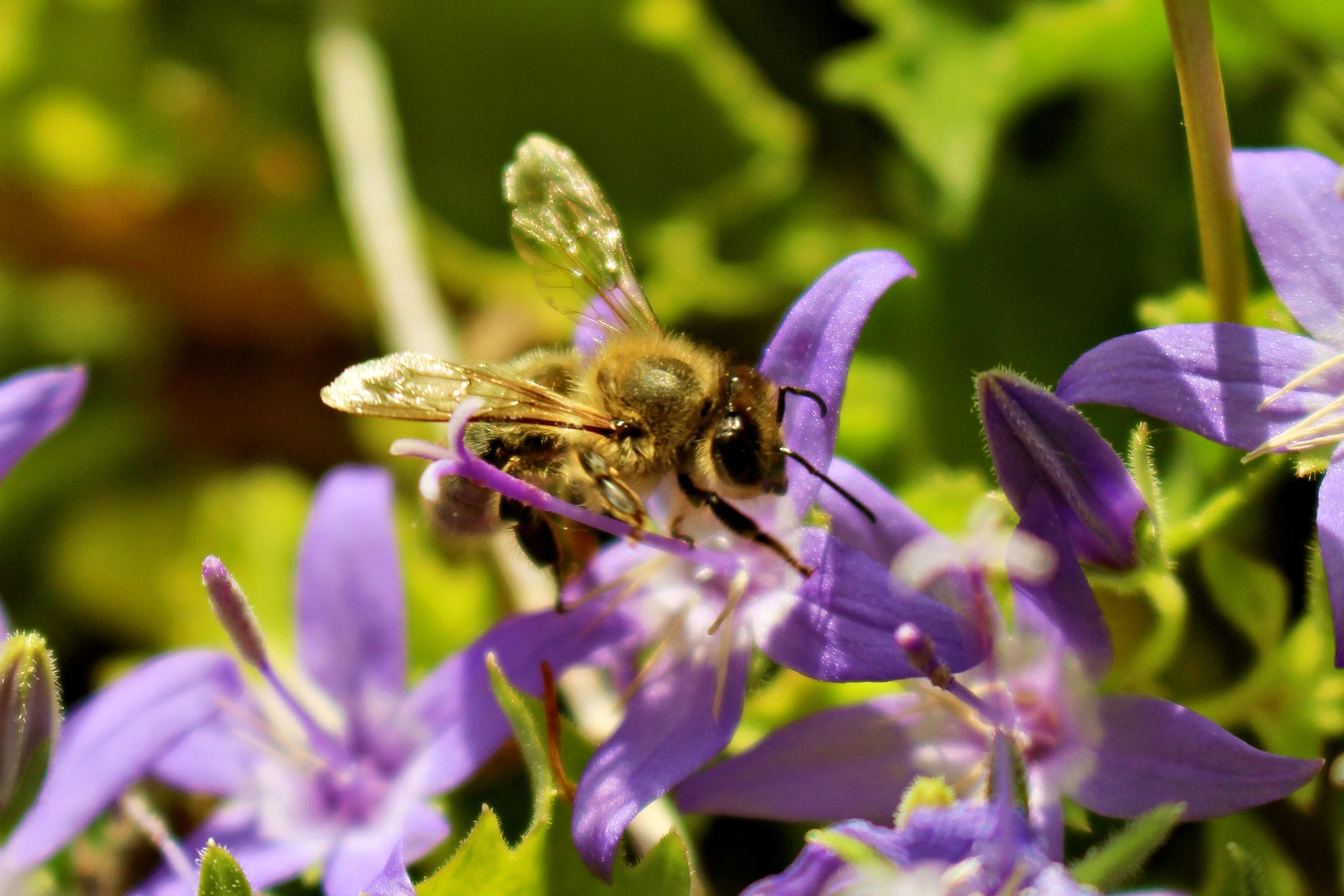 Wildbiene auf blauer Glockenblume