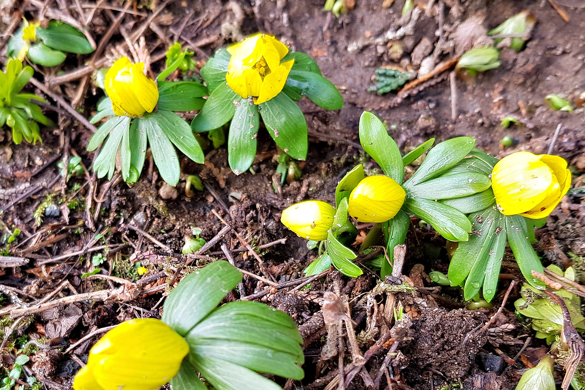 Winterling - kleine gelbe kugelförmige Blüten, die sich gerade öffnen