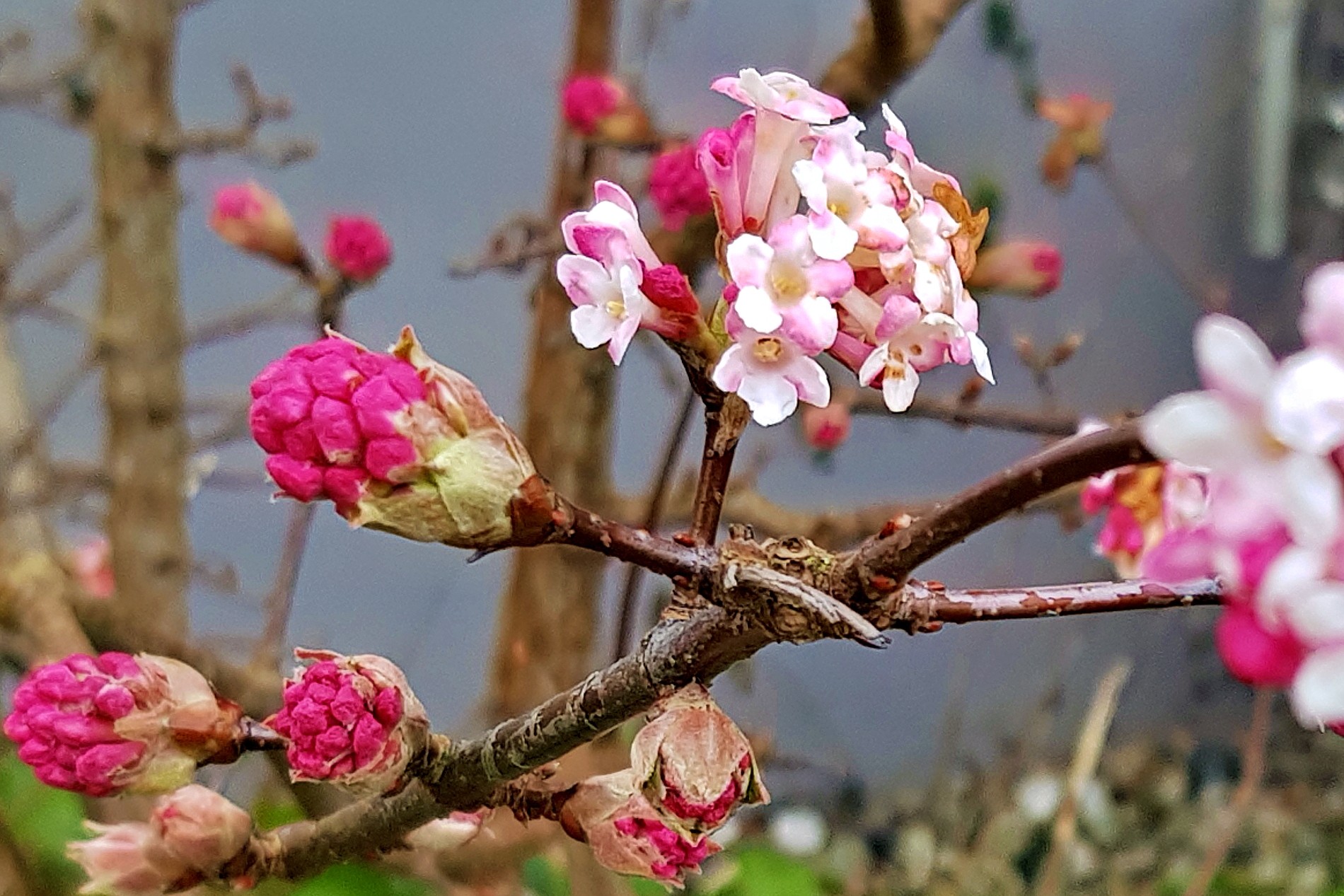 rosa-weiße Blüten, rote Knospen
