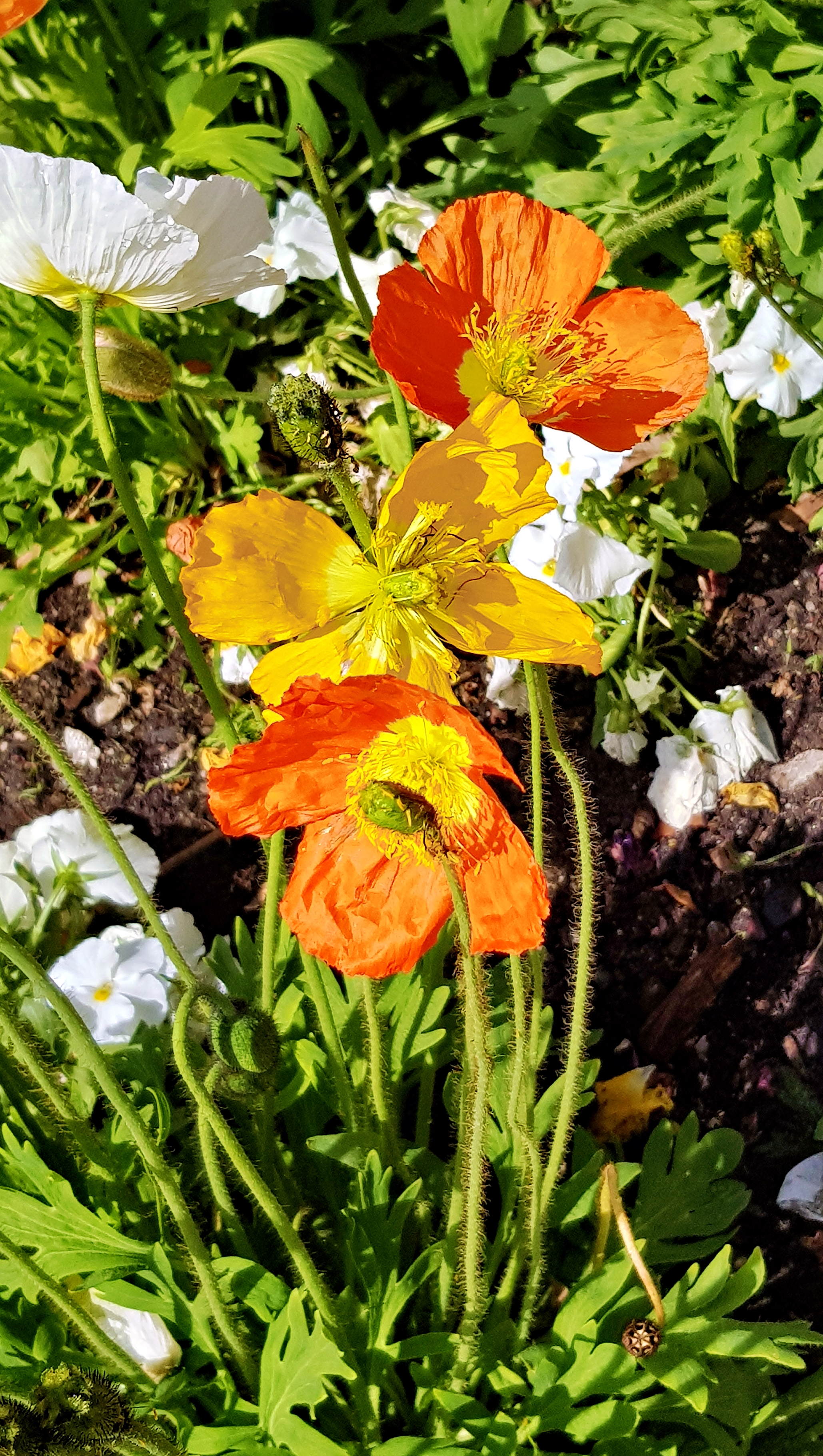 weiße, gelbe und orange Mohnblüten