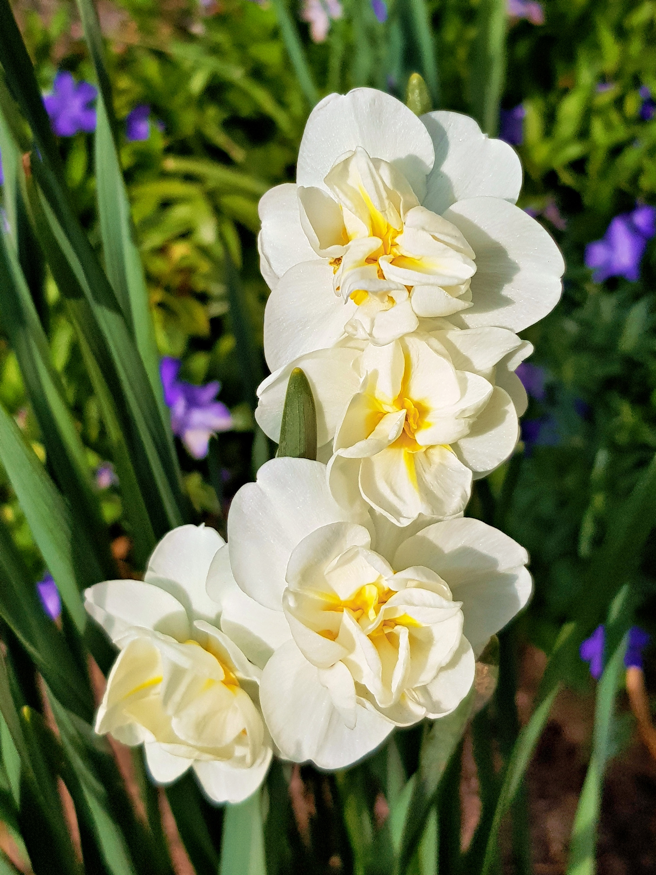 gefüllte weiße Blüten