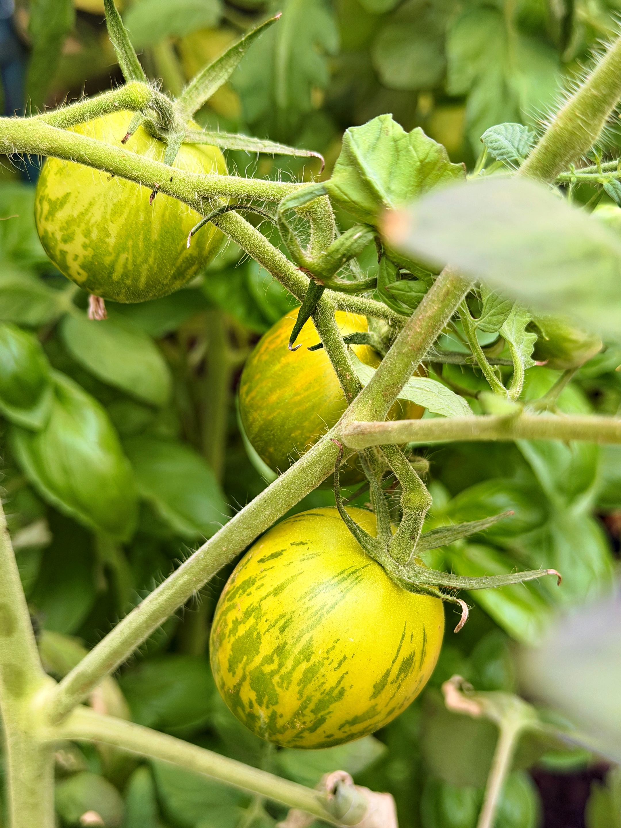 grün-gelbe Tomaten mit grünen Streifen
