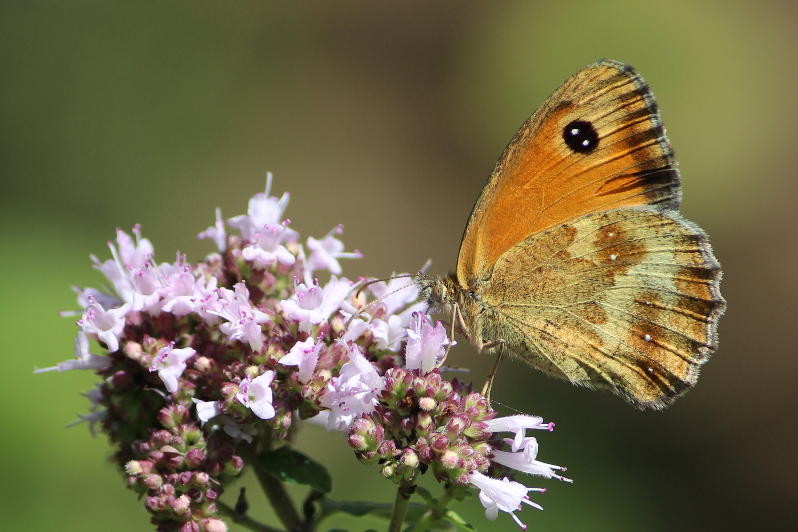 Schmetterling auf Blüten von Dost (c) k-h. Schmetterling auf Blüten von Dost