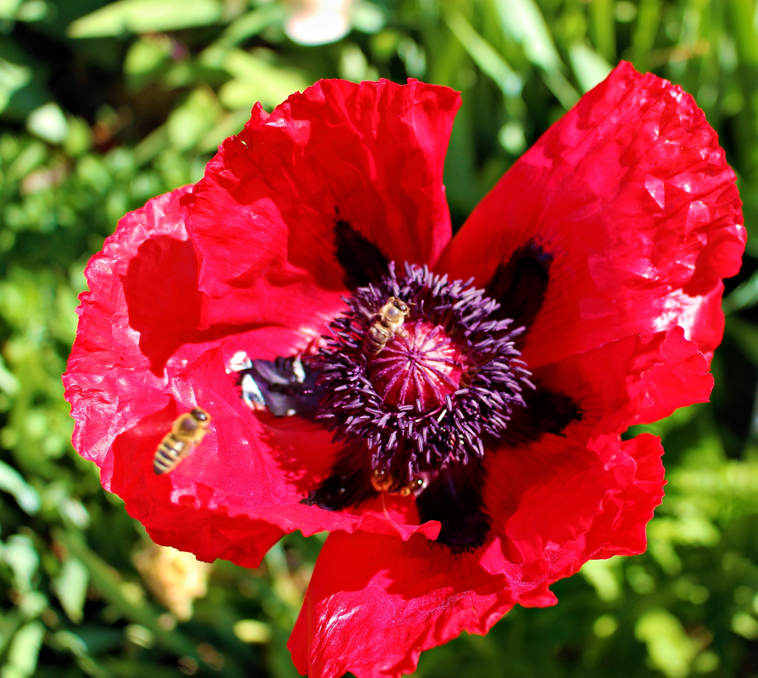 rote Mohnblüte mit Bienen